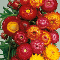 Helichrysum Seeds - Monstrosum Double Mixed