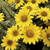 Heliopsis Plant - Loraine Sunshine