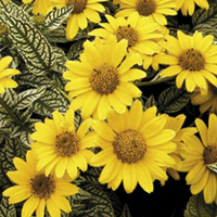 Heliopsis Plant - Loraine Sunshine