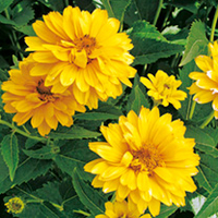 Heliopsis Plant - Summer Sun