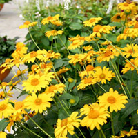 Heliopsis Plant - Tuscan Sun