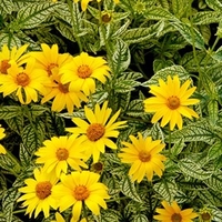 Heliopsis Plants - Sunburst
