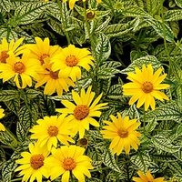Heliopsis Potted Plant - Sunburst