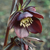 Hellebore Plant - Magic Slaty Blue