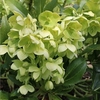 Helleborus argutifolius