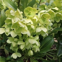Helleborus argutifolius