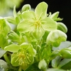 Helleborus argutifolius Silver Lace