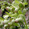 Helleborus Foetidus (Stinking Hellebore) Plants