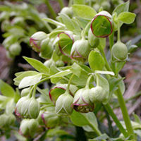 Helleborus Foetidus (Stinking Hellebore) Plants