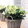 Helleborus niger Christmas Carol