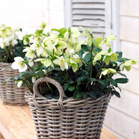 Helleborus niger Christmas Carol