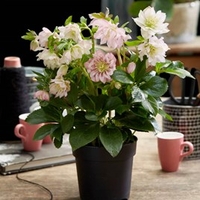 Helleborus orientalis Double Ellen Pink