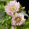 Helleborus orientalis Double Ellen Pink