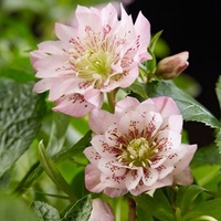 Helleborus orientalis Double Ellen Pink