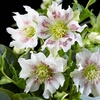 Helleborus orientalis Plant - Hello Pearl