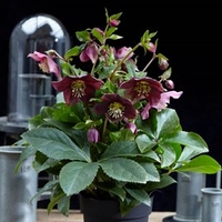 Helleborus orientalis Plant - Hello Ruby