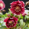 Helleborus orientalis Plant - Double Ellen Red