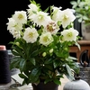 Helleborus orientalis Plant - Double Ellen White