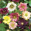 Helleborus orientalis Plant - Double Mix