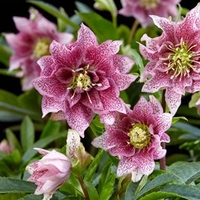 Helleborus orientalis Plant - Hello Amber