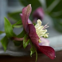 Helleborus orientalis Plant -  Hello Ruby