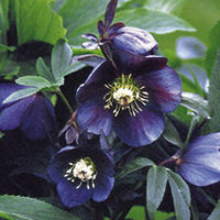Helleborus Plant - Blue Metallic Lady