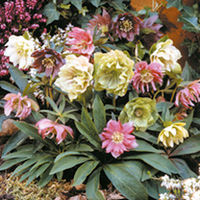 Helleborus Plant - Double Queen Mix