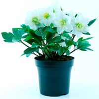 Helleborus Plant - Happy Days