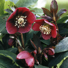 Helleborus Plant - Red Lady