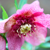 Helleborus Plant - Tutu