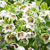 Helleborus Plant - White Spotted Lady