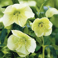 Helleborus Plant - Yellow Lady