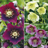 Helleborus Plants - Collection