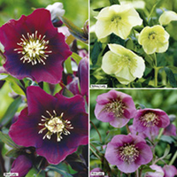 Helleborus Plants - Collection