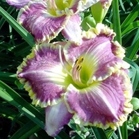 Hemerocallis Bulbs - Best Seller