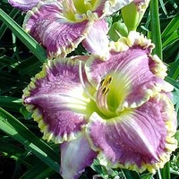 Hemerocallis Bulbs - Best Seller