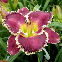 Hemerocallis Bulbs - Bettylen