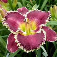 Hemerocallis Bulbs - Bettylen