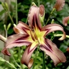 Hemerocallis Bulbs - Black Arrowhead