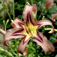 Hemerocallis Bulbs - Black Arrowhead