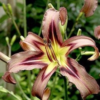 Hemerocallis Bulbs - Black Arrowhead