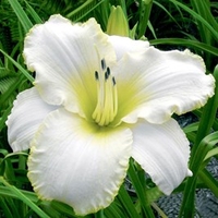 Hemerocallis Bulbs - Blizzard Bay