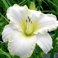 Hemerocallis Bulbs - Blizzard Bay