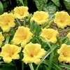 Hemerocallis Bulbs - Mini Stella