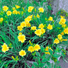 Hemerocallis Plant - Stella De Oro