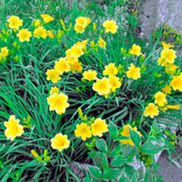Hemerocallis Plant - Stella De Oro