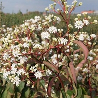 Heptacodium miconioides Plant