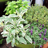 Herb Basket - Bouquet Garni