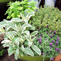 Herb Basket - Bouquet Garni