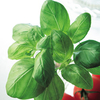 Herb Collection 5 Packs